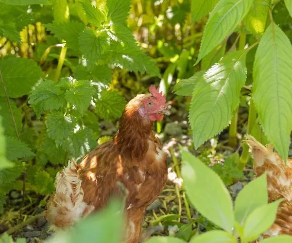 The Common Knowledge Centre * Kilfenora