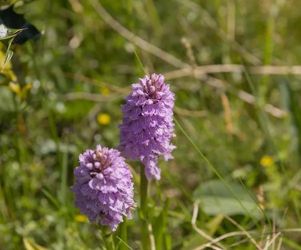 The Common Knowledge Centre * Kilfenora